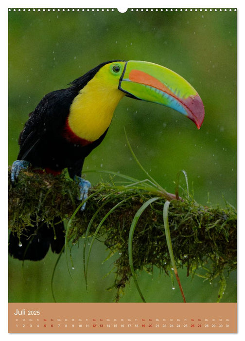 Vögel Costa Ricas (CALVENDO Premium Wandkalender 2025)