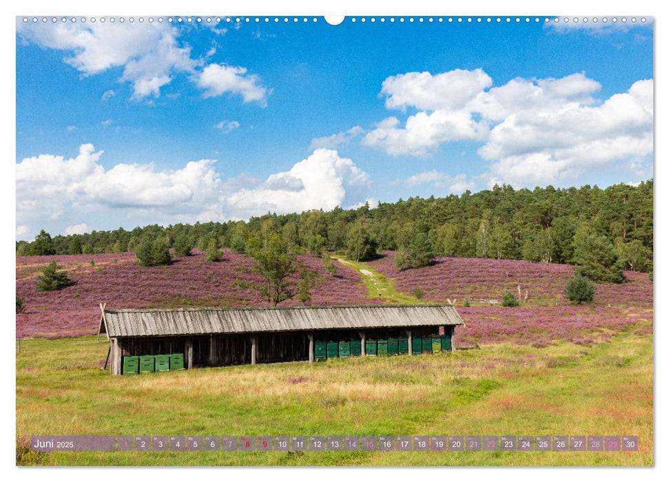 Im Blütenrausch der Lüneburger Heide (CALVENDO Premium Wandkalender 2025)