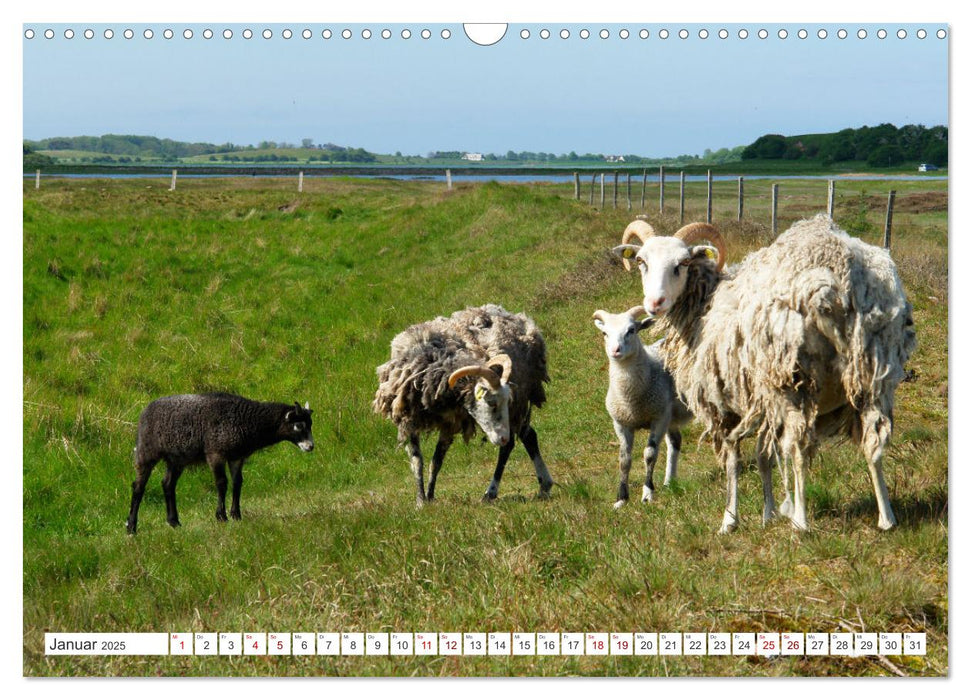 Samsö die dänische Trauminsel im Kattegat (CALVENDO Wandkalender 2025)