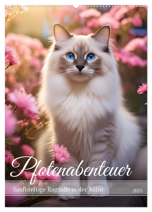 Pfotenabenteuer - Ragdolls in der Natur (CALVENDO Wandkalender 2025)