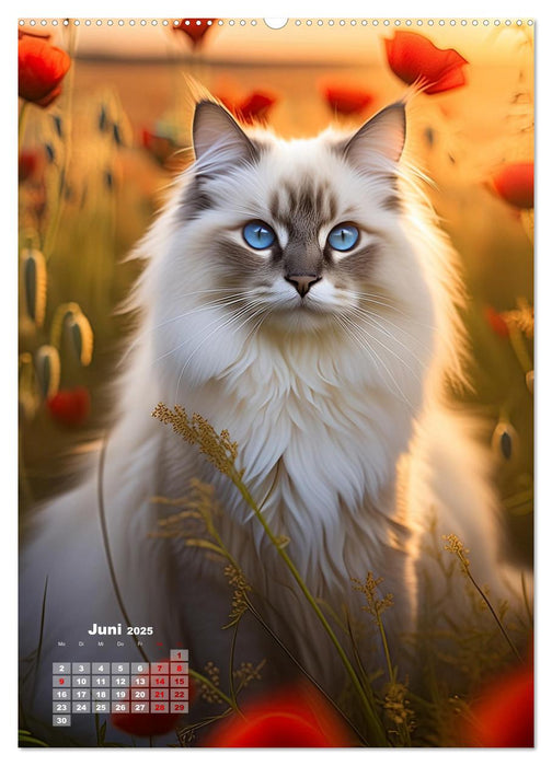 Pfotenabenteuer - Ragdolls in der Natur (CALVENDO Premium Wandkalender 2025)