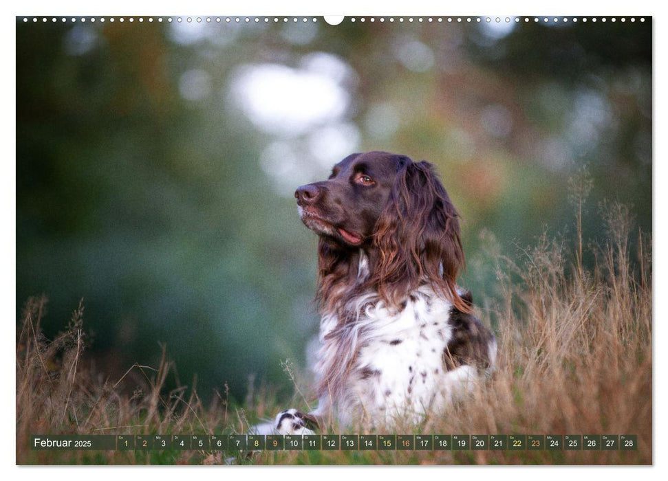 Jagdhund im Portrait - Deutsch Langhaar (CALVENDO Wandkalender 2025)