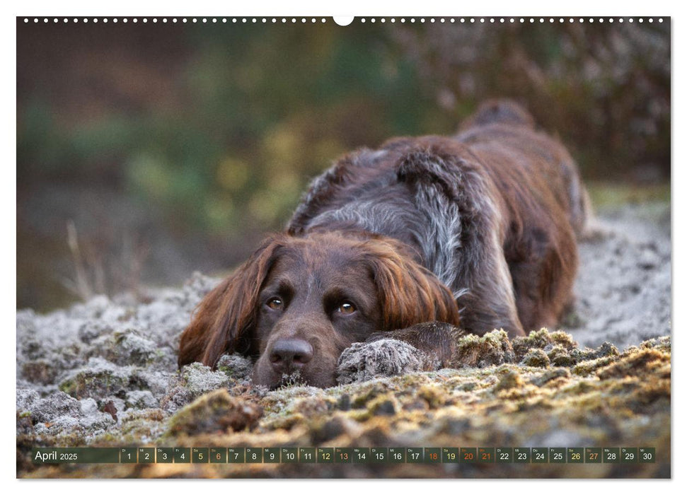 Jagdhund im Portrait - Deutsch Langhaar (CALVENDO Wandkalender 2025)