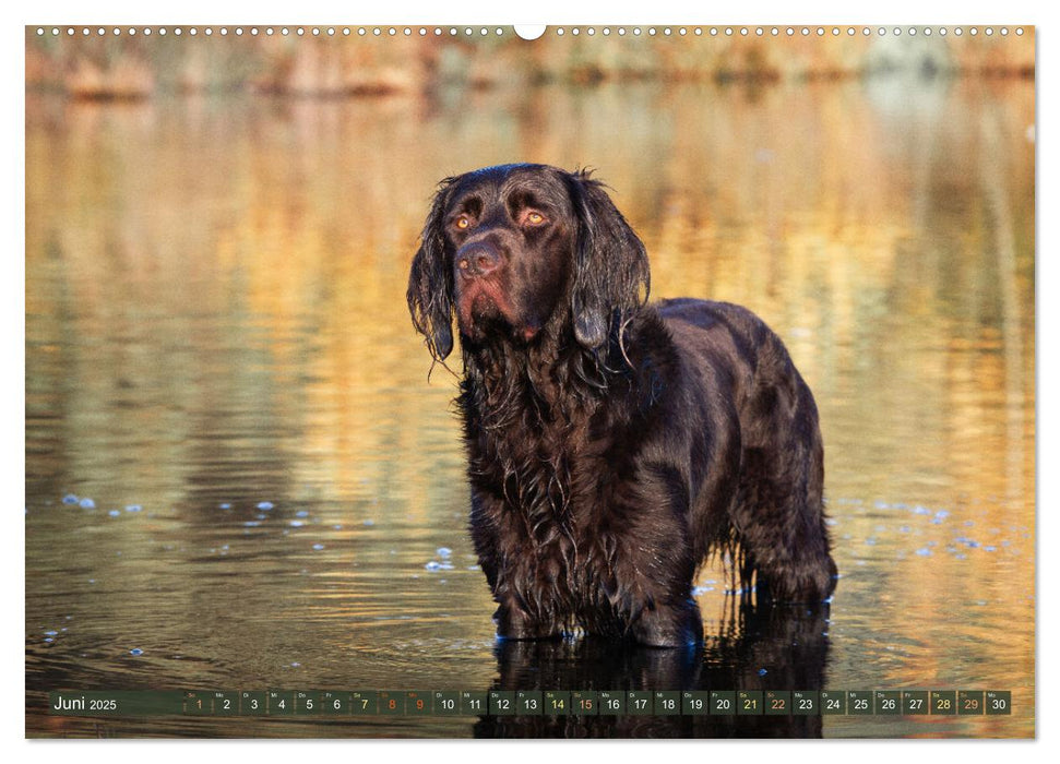 Jagdhund im Portrait - Deutsch Langhaar (CALVENDO Wandkalender 2025)