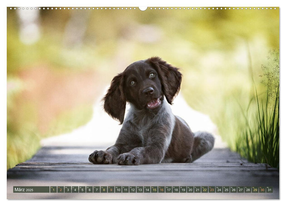 Jagdhund im Portrait - Deutsch Langhaar (CALVENDO Premium Wandkalender 2025)