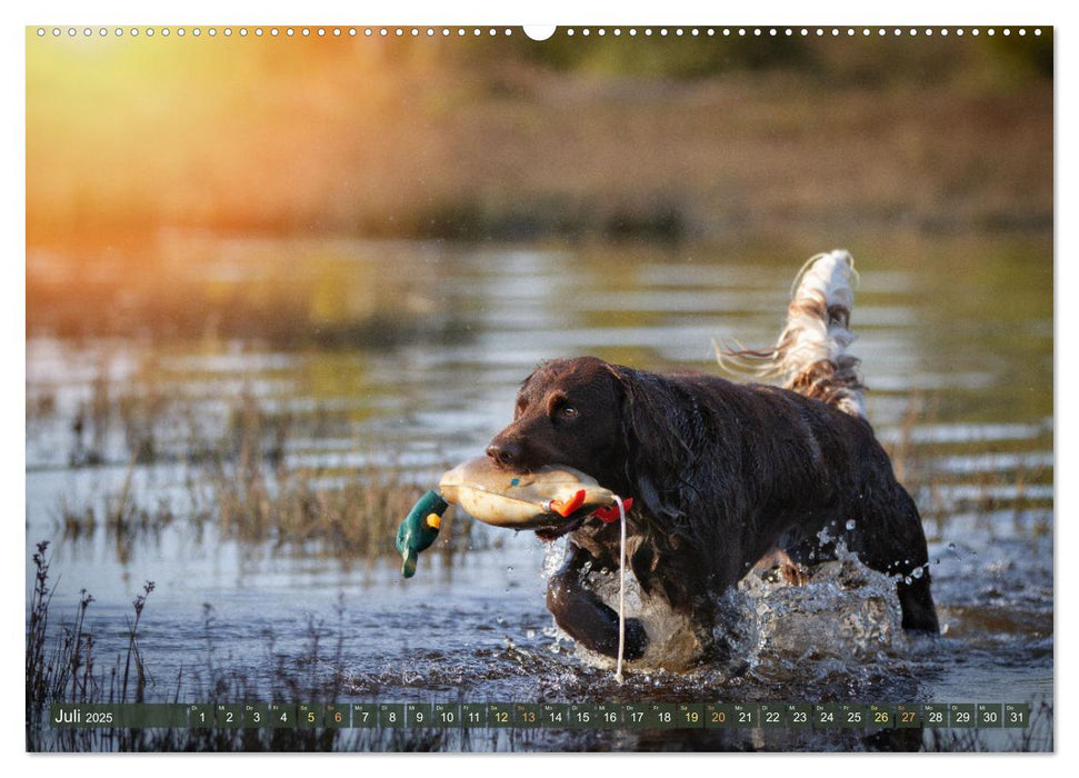 Jagdhund im Portrait - Deutsch Langhaar (CALVENDO Premium Wandkalender 2025)