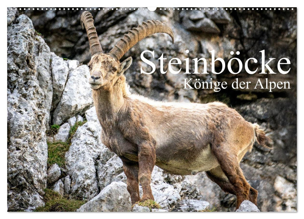 Steinböcke - Majestätische Tiere der Alpen (CALVENDO Wandkalender 2025)