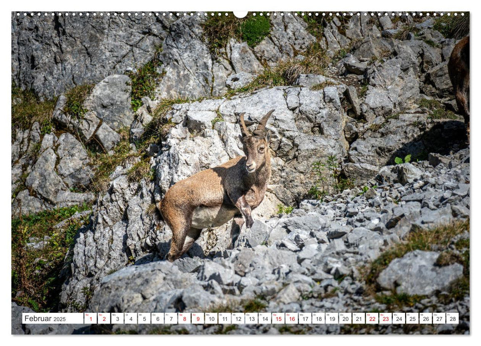 Steinböcke - Majestätische Tiere der Alpen (CALVENDO Wandkalender 2025)