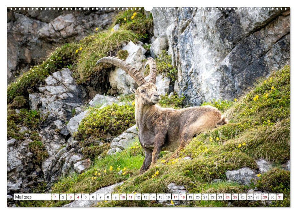 Steinböcke - Majestätische Tiere der Alpen (CALVENDO Wandkalender 2025)