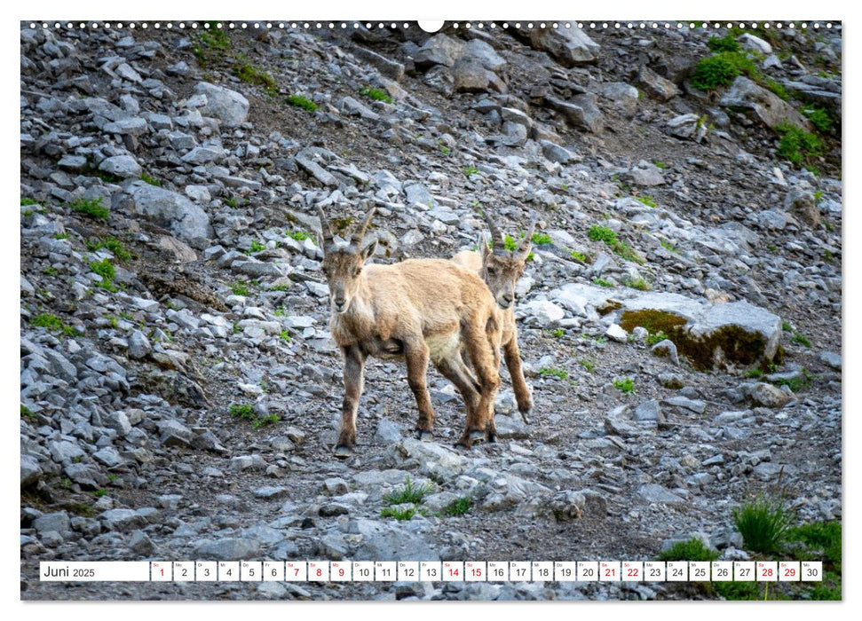 Steinböcke - Majestätische Tiere der Alpen (CALVENDO Wandkalender 2025)