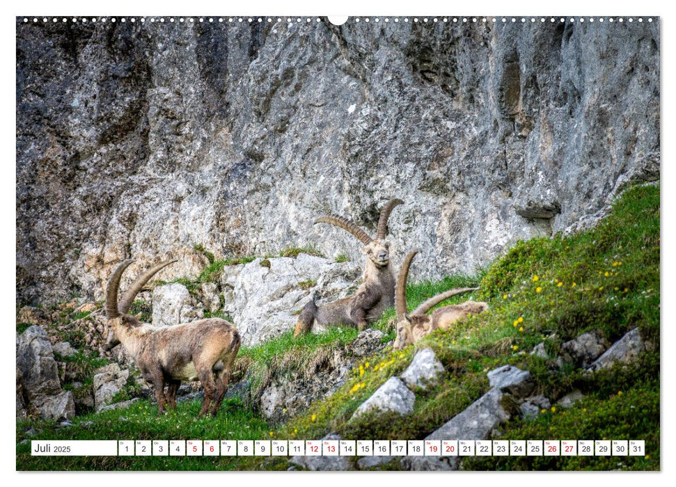 Steinböcke - Majestätische Tiere der Alpen (CALVENDO Premium Wandkalender 2025)