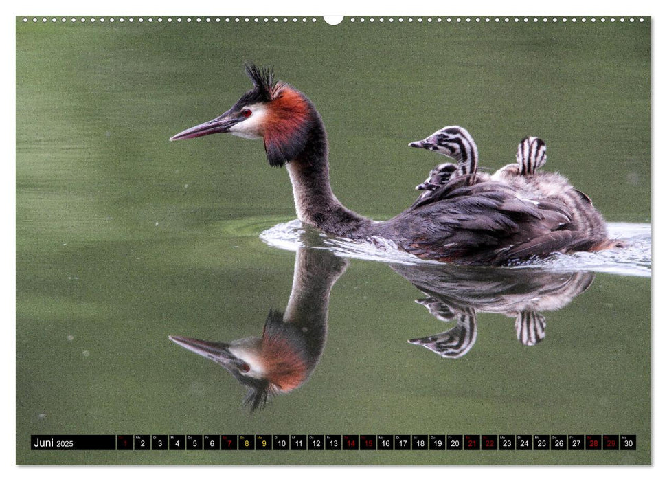 Wasservögel Frankens (CALVENDO Wandkalender 2025)