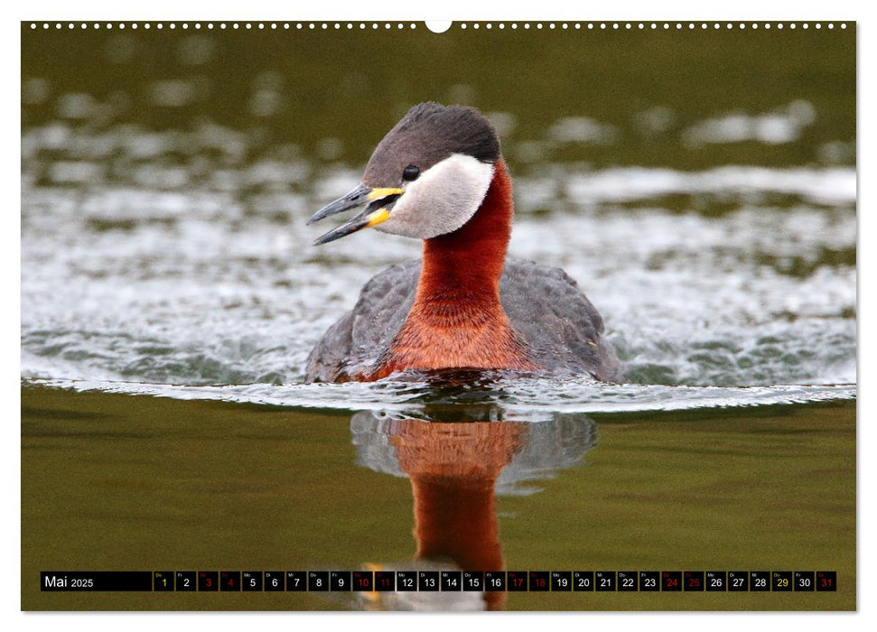 Wasservögel Frankens (CALVENDO Premium Wandkalender 2025)