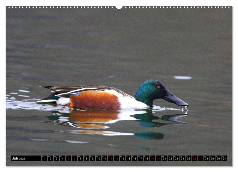 Wasservögel Frankens (CALVENDO Premium Wandkalender 2025)