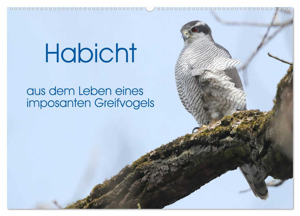 Habicht - aus dem Leben eines imposanten Greifvogels (CALVENDO Wandkalender 2025)