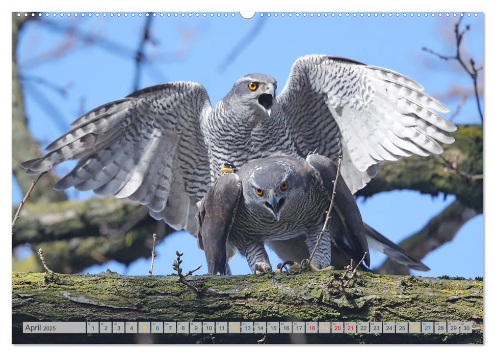 Habicht - aus dem Leben eines imposanten Greifvogels (CALVENDO Wandkalender 2025)