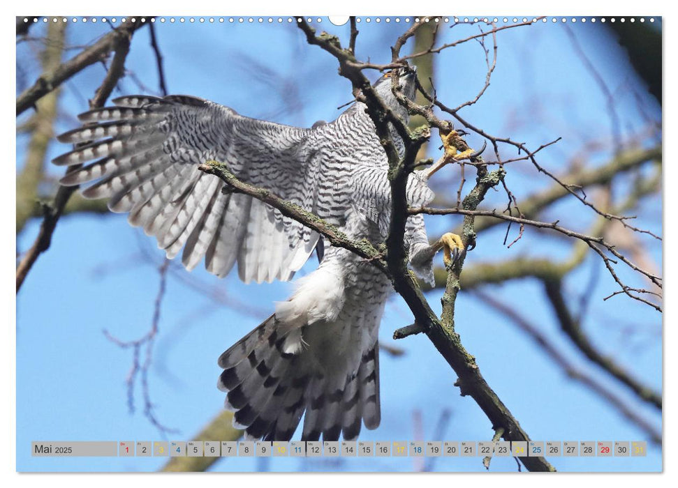 Habicht - aus dem Leben eines imposanten Greifvogels (CALVENDO Wandkalender 2025)