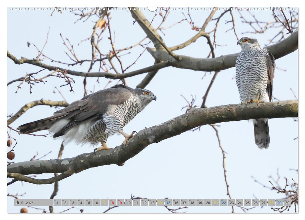 Habicht - aus dem Leben eines imposanten Greifvogels (CALVENDO Wandkalender 2025)