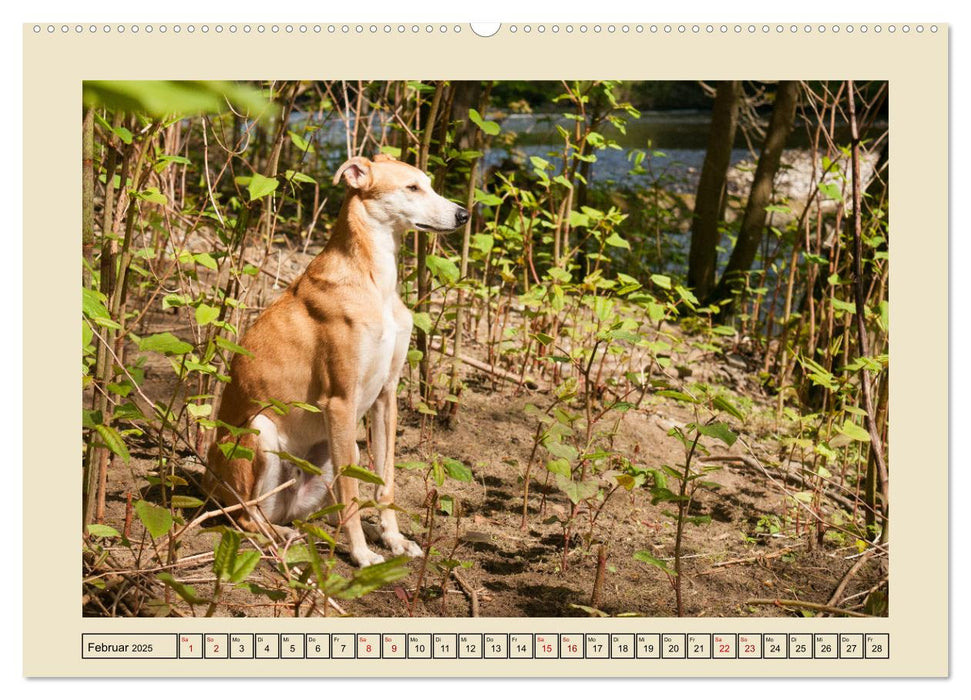 Mit dem Windhund unterwegs im zauberhaften Bergischen Land (CALVENDO Wandkalender 2025)