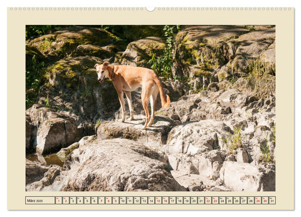 Mit dem Windhund unterwegs im zauberhaften Bergischen Land (CALVENDO Wandkalender 2025)