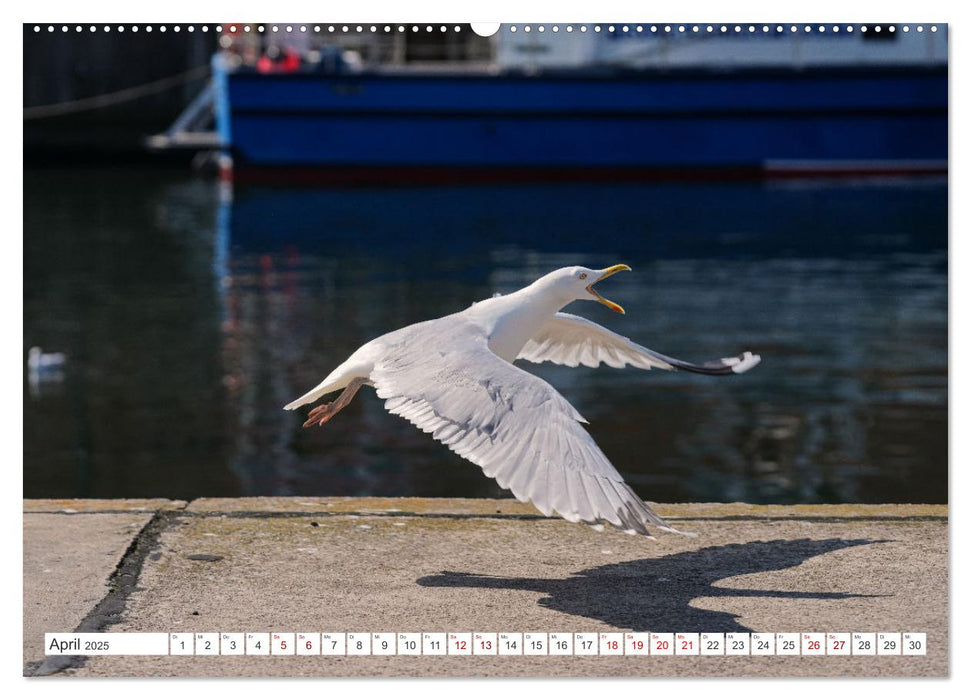 Unser schönes Wismar (CALVENDO Premium Wandkalender 2025)