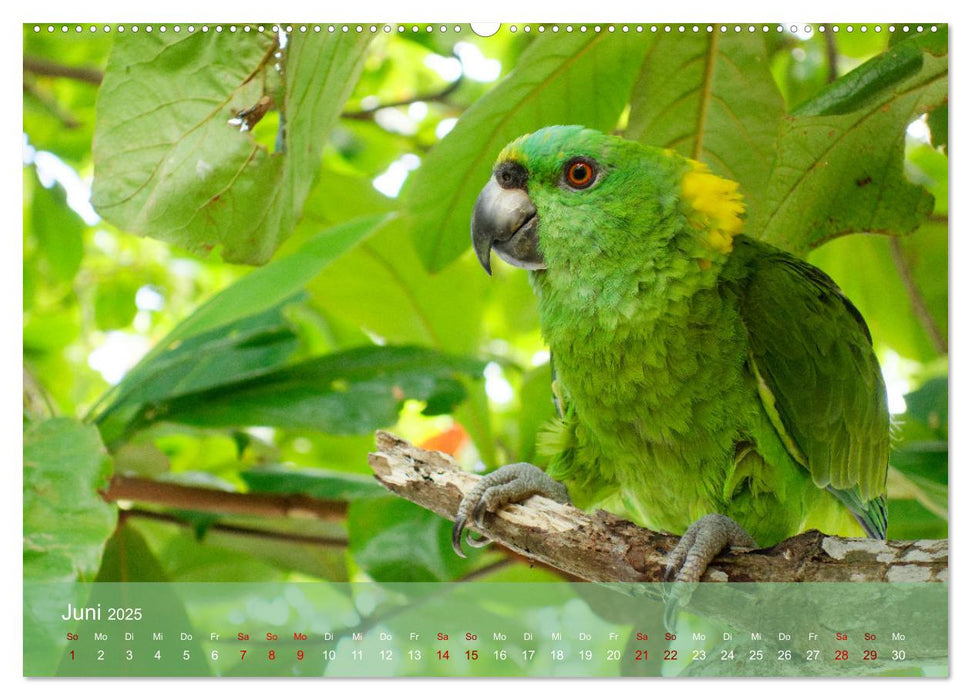 Entdecke Nicaragua (CALVENDO Premium Wandkalender 2025)