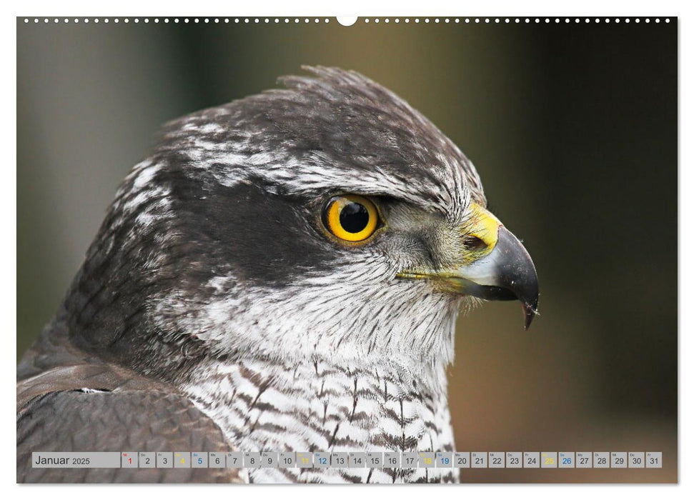 Habicht - aus dem Leben eines imposanten Greifvogels (CALVENDO Premium Wandkalender 2025)