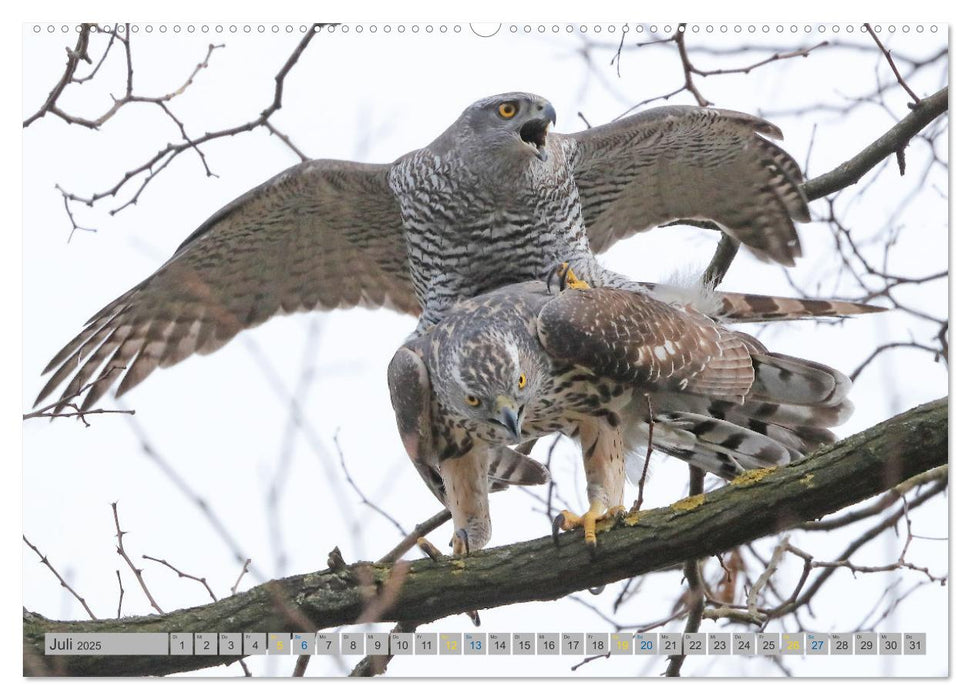 Habicht - aus dem Leben eines imposanten Greifvogels (CALVENDO Premium Wandkalender 2025)