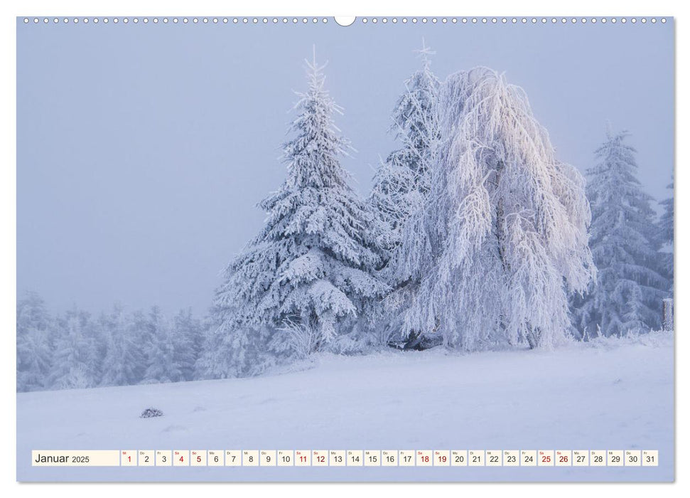 Im Zauber der Wälder (CALVENDO Wandkalender 2025)