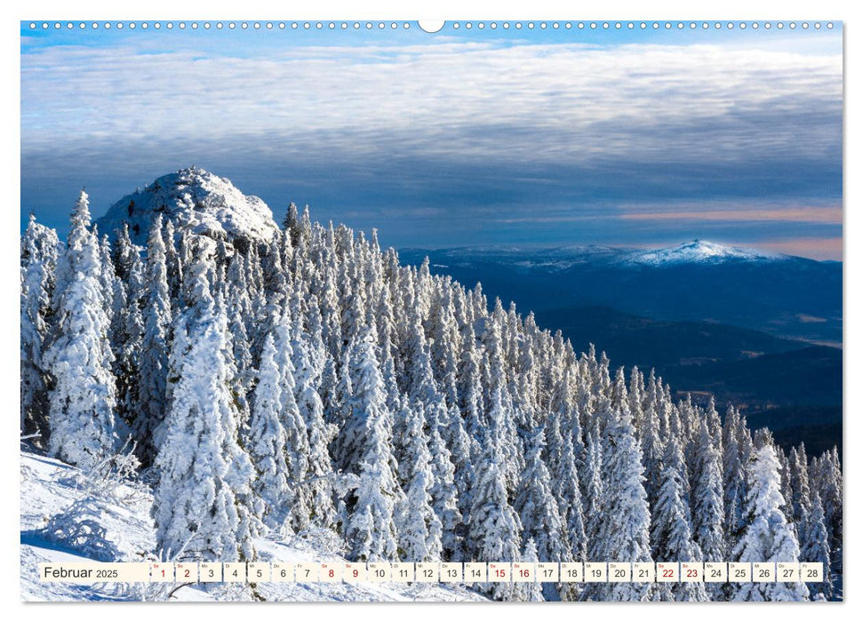 Im Zauber der Wälder (CALVENDO Wandkalender 2025)