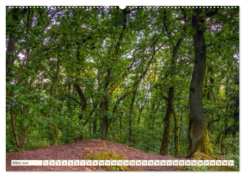 Im Zauber der Wälder (CALVENDO Wandkalender 2025)
