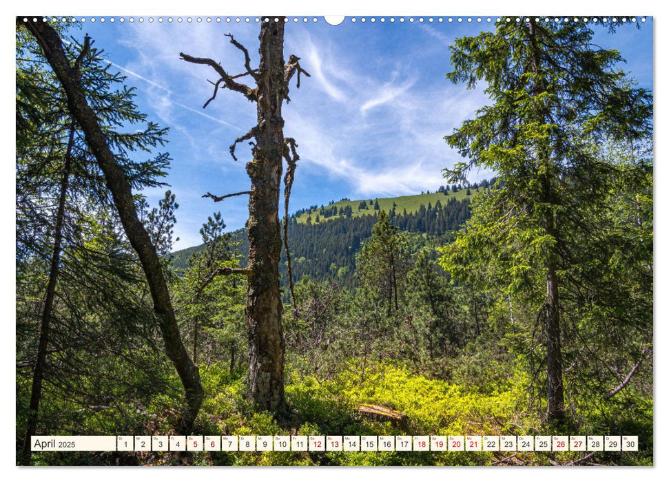 Im Zauber der Wälder (CALVENDO Wandkalender 2025)