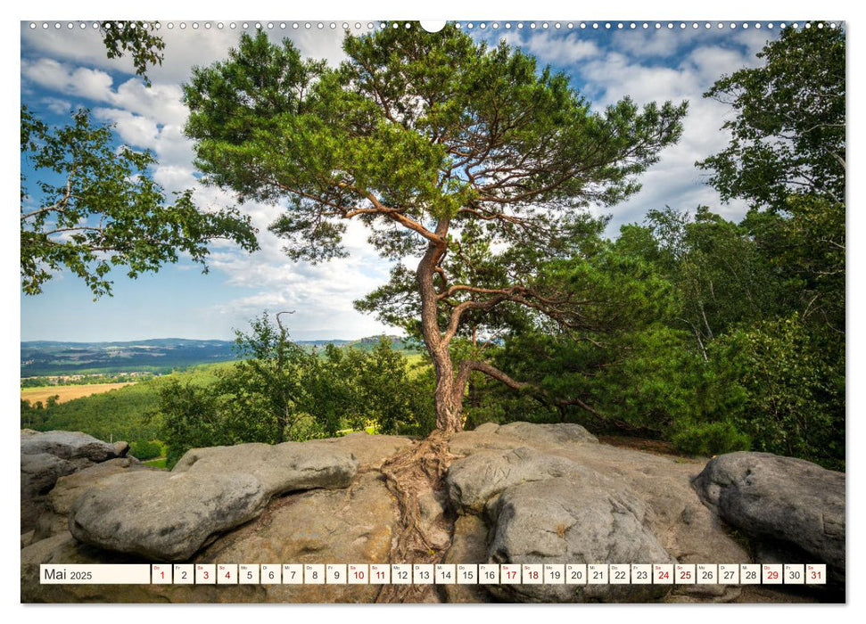 Im Zauber der Wälder (CALVENDO Wandkalender 2025)