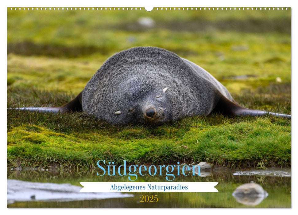 Südgeorgien - Abgelegenes Naturparadies (CALVENDO Wandkalender 2025)