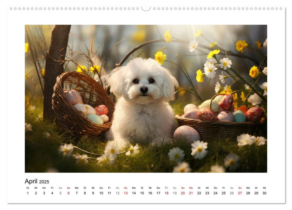 Bichon frisé, weiße Hündchen mit lockigem Haar (CALVENDO Wandkalender 2025)