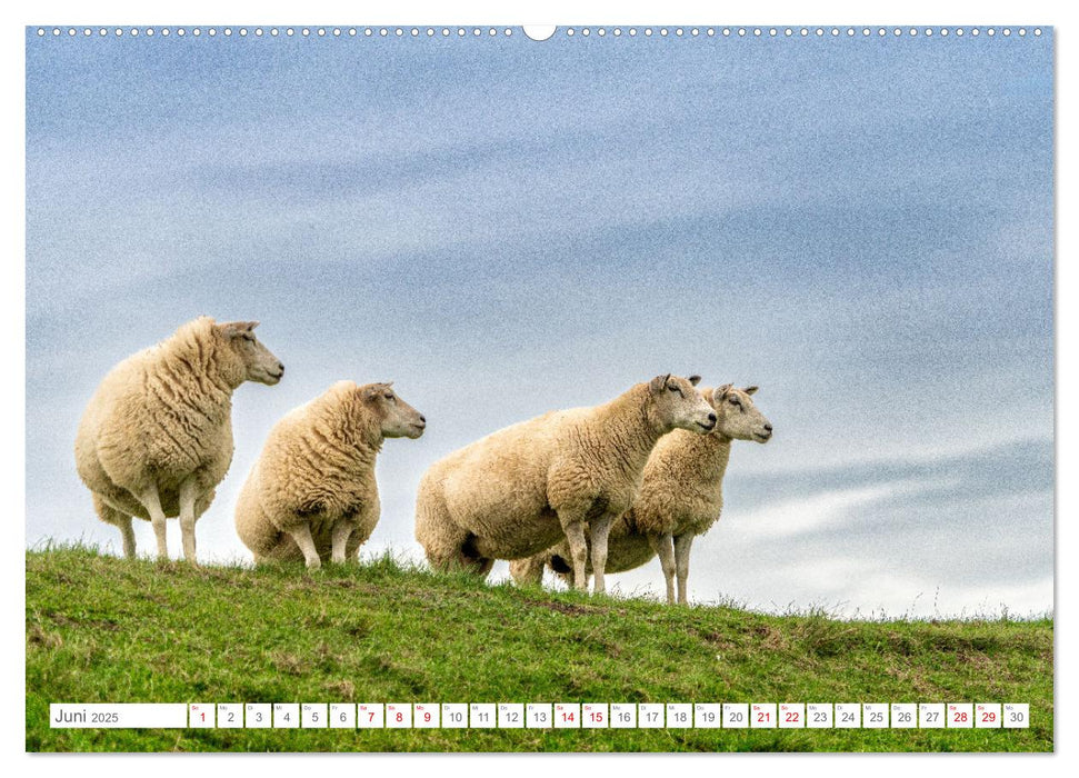 Naturerlebnis Rømø (CALVENDO Wandkalender 2025)