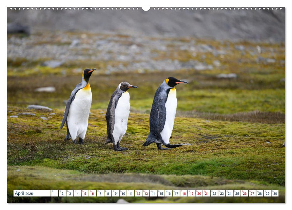 Südgeorgien - Abgelegenes Naturparadies (CALVENDO Premium Wandkalender 2025)