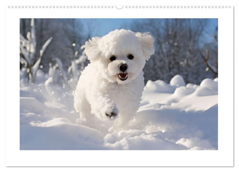 Bichon frisé, weiße Hündchen mit lockigem Haar (CALVENDO Premium Wandkalender 2025)