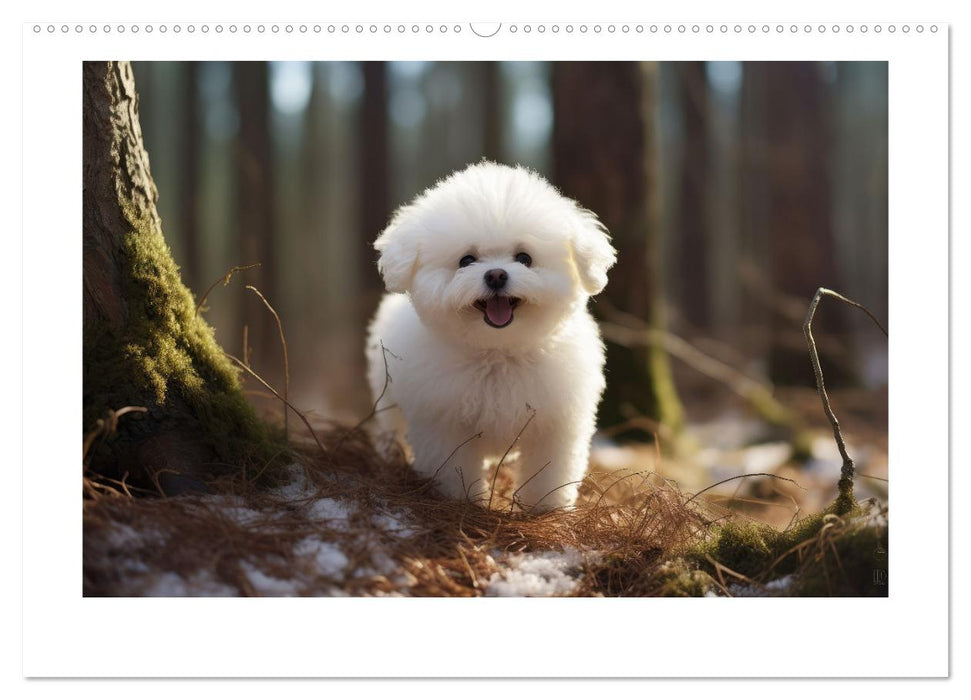 Bichon frisé, weiße Hündchen mit lockigem Haar (CALVENDO Premium Wandkalender 2025)