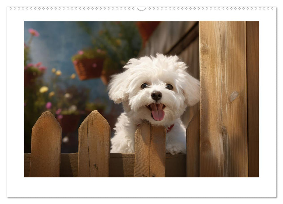 Bichon frisé, weiße Hündchen mit lockigem Haar (CALVENDO Premium Wandkalender 2025)