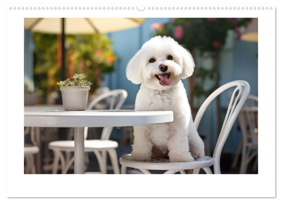 Bichon frisé, weiße Hündchen mit lockigem Haar (CALVENDO Premium Wandkalender 2025)