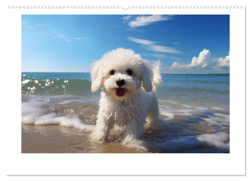 Bichon frisé, weiße Hündchen mit lockigem Haar (CALVENDO Premium Wandkalender 2025)