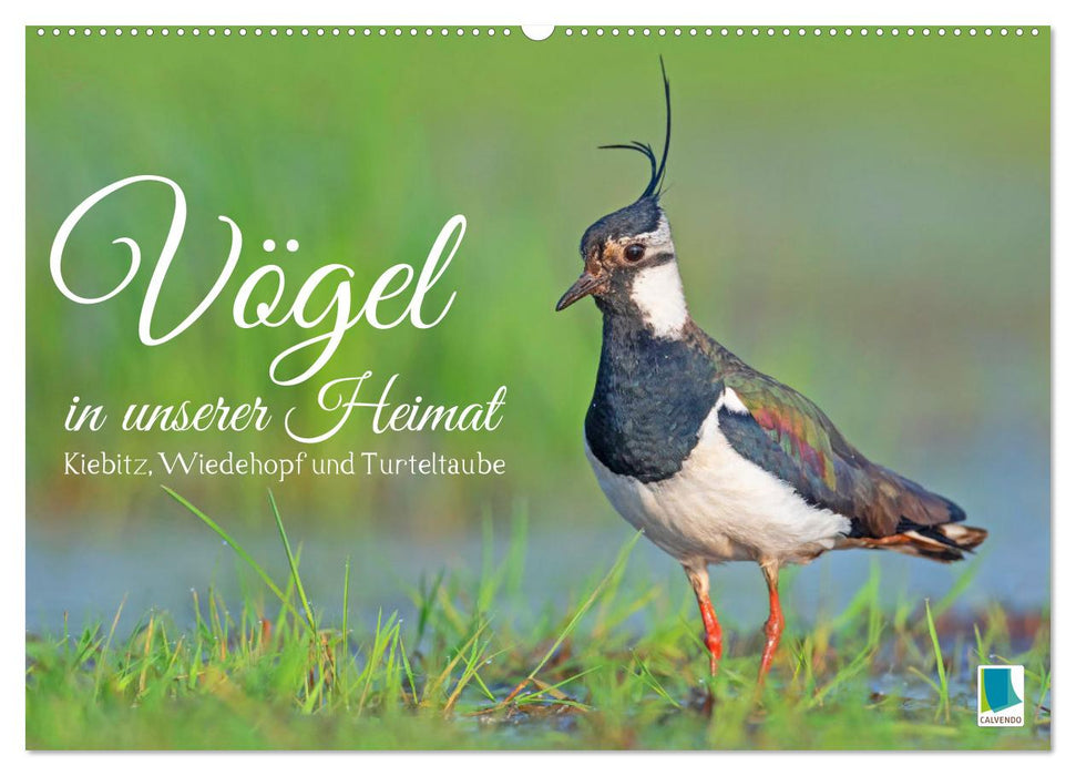 Vögel in unserer Heimat: Kiebitz, Wiedehopf und Turteltaube (CALVENDO Wandkalender 2025)