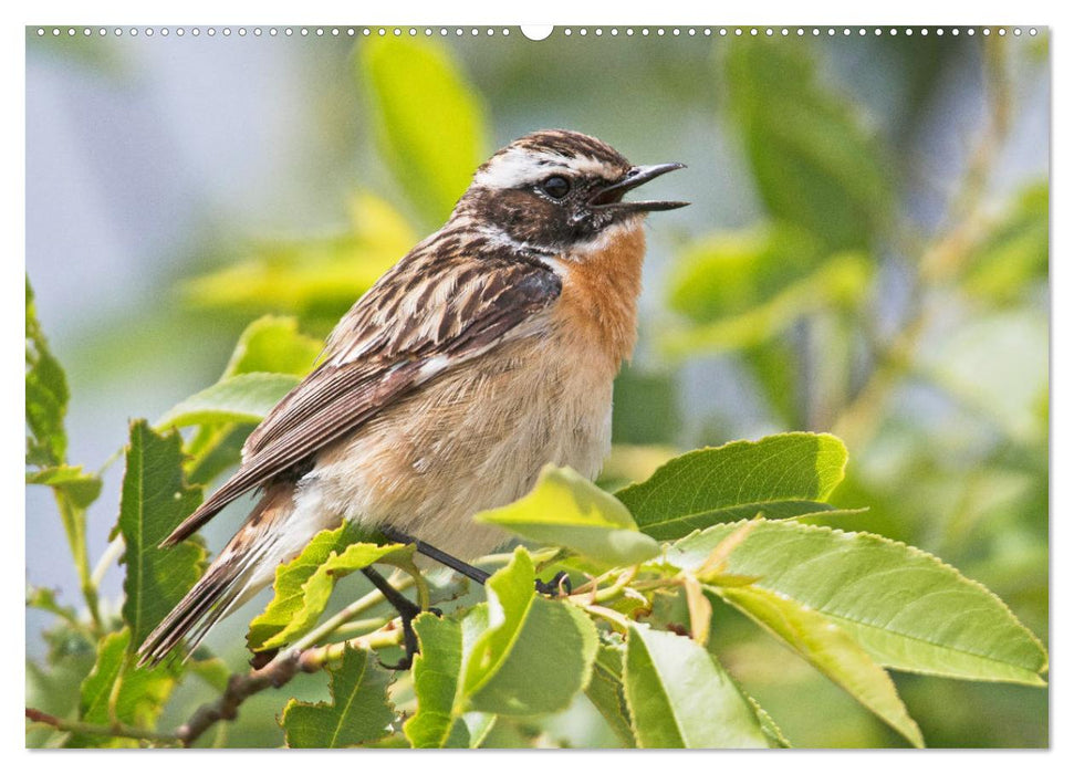 Vögel in unserer Heimat: Kiebitz, Wiedehopf und Turteltaube (CALVENDO Wandkalender 2025)