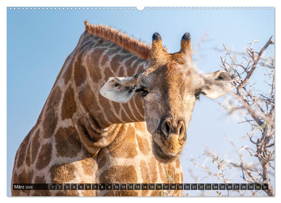 Zwischen Namib und Kalahari (CALVENDO Wandkalender 2025)