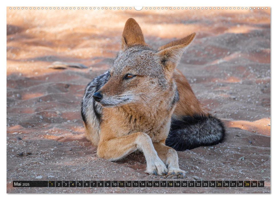 Zwischen Namib und Kalahari (CALVENDO Wandkalender 2025)