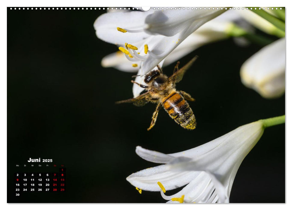 Die Wunderwelt der Biene (CALVENDO Wandkalender 2025)