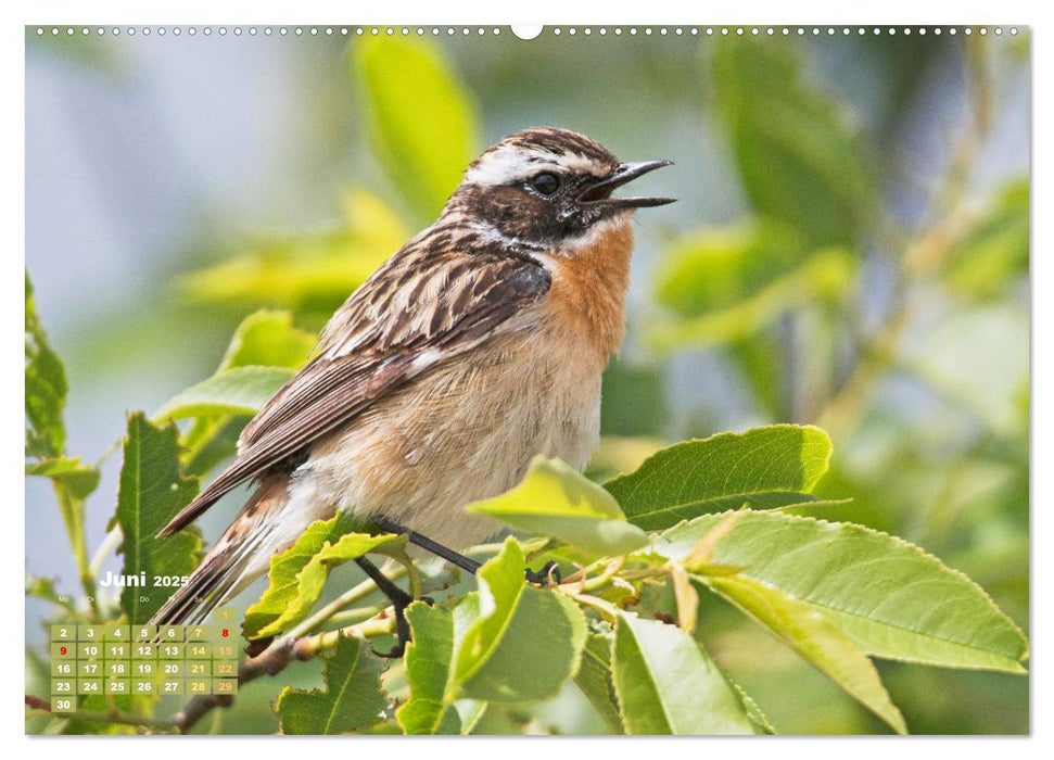 Vögel in unserer Heimat: Kiebitz, Wiedehopf und Turteltaube (CALVENDO Premium Wandkalender 2025)