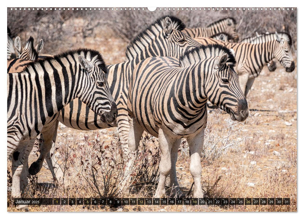 Zwischen Namib und Kalahari (CALVENDO Premium Wandkalender 2025)