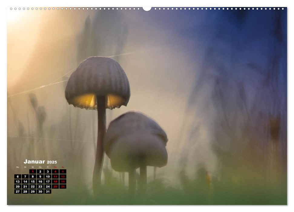 Pilzmagie (CALVENDO Premium Wandkalender 2025)